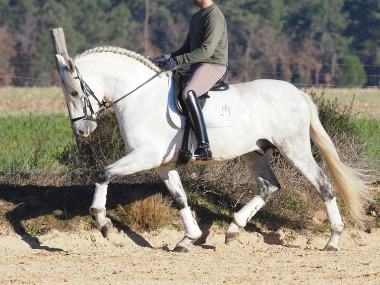 PRE Mix Hengst 6 Jaar 161 cm Schimmel in NAVAS DEL MADRONO