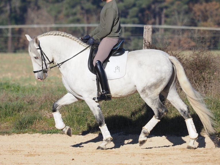 PRE Mix Hengst 6 Jaar 161 cm Schimmel in NAVAS DEL MADRONO