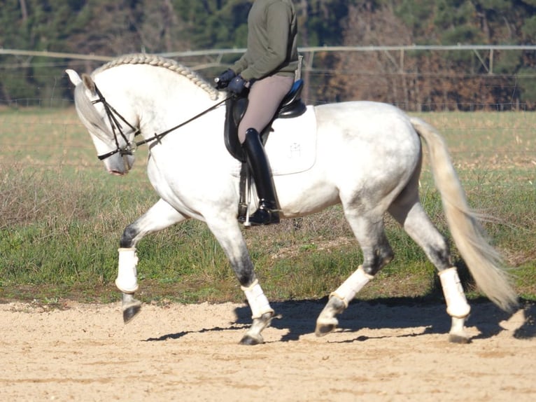 PRE Mix Hengst 6 Jaar 161 cm Schimmel in NAVAS DEL MADRONO