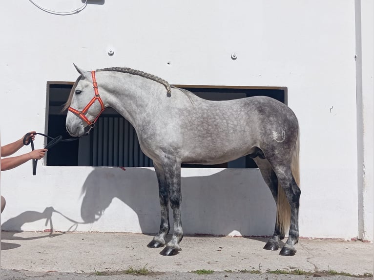 PRE Mix Hengst 6 Jaar 161 cm Schimmel in Terrassa