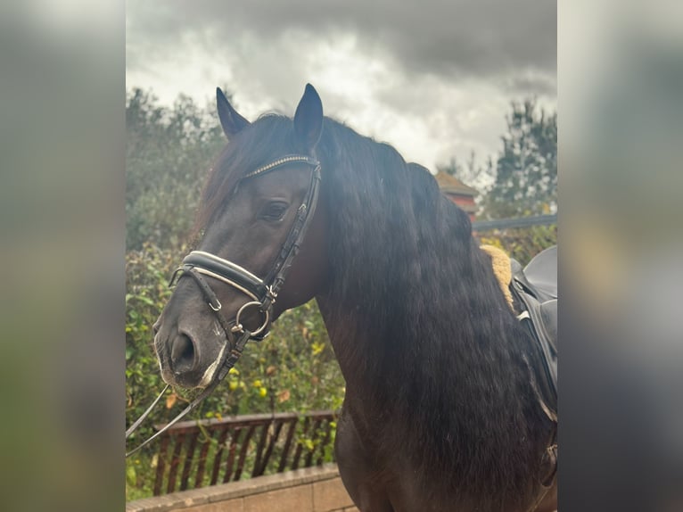 PRE Hengst 6 Jaar 161 cm Zwart in Schwarme