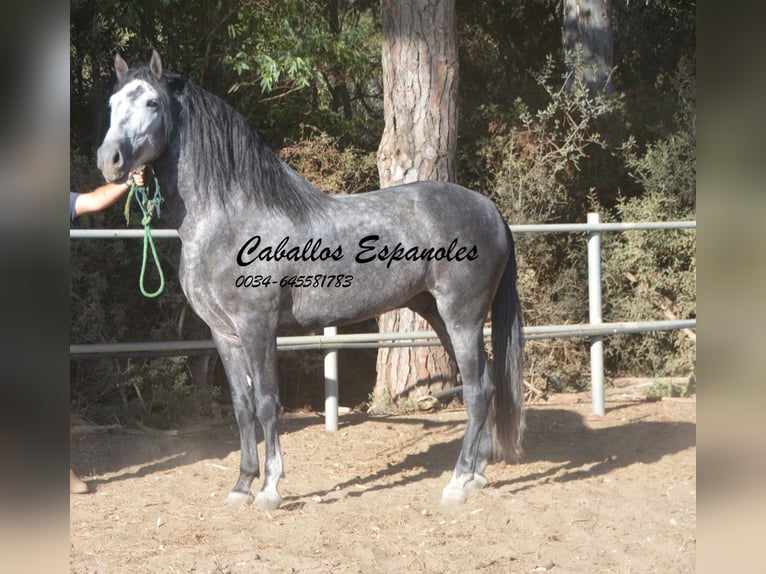 PRE Hengst 6 Jaar 162 cm Appelschimmel in Vejer de la Frontera