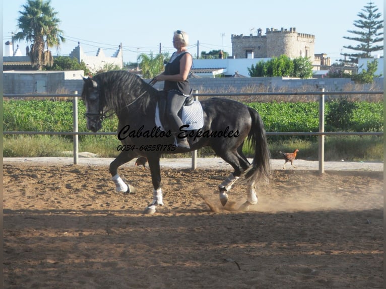 PRE Hengst 6 Jaar 162 cm Appelschimmel in Vejer de la Frontera