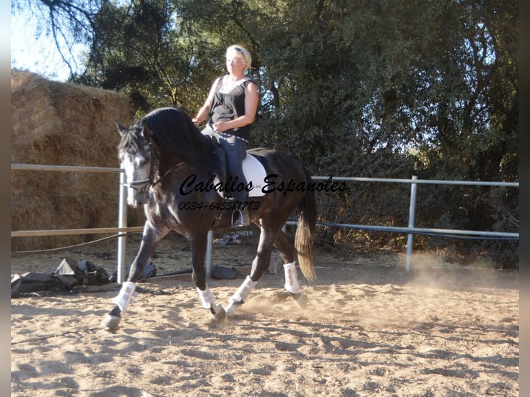 PRE Hengst 6 Jaar 162 cm Appelschimmel in Vejer de la Frontera