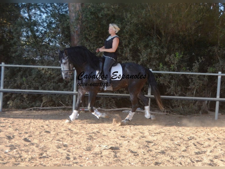 PRE Hengst 6 Jaar 162 cm Appelschimmel in Vejer de la Frontera