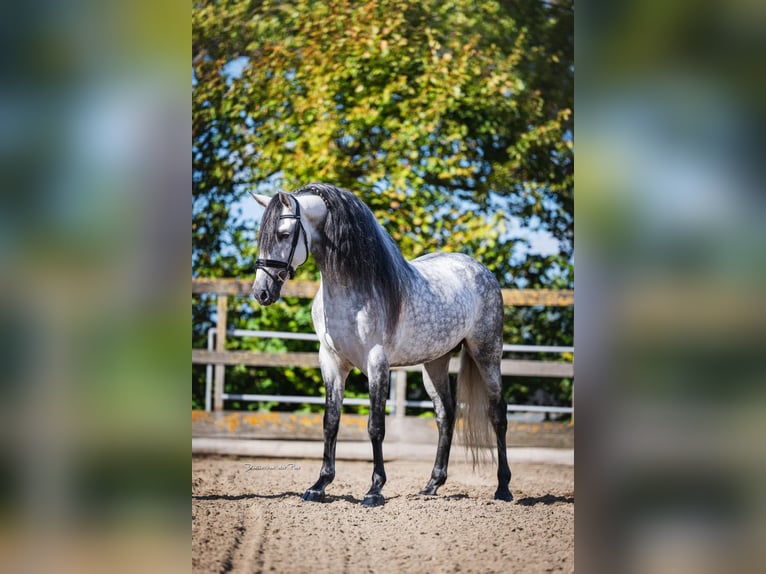 PRE Mix Hengst 6 Jaar 162 cm Appelschimmel in Poeldijk