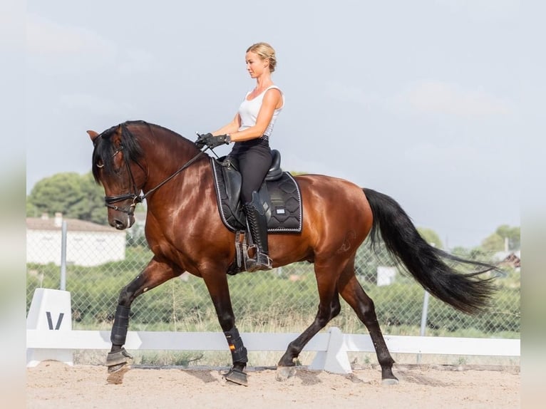 PRE Mix Hengst 6 Jaar 162 cm Donkerbruin in Martfeld