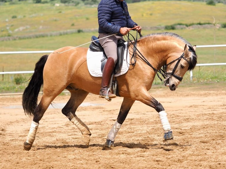 PRE Mix Hengst 6 Jaar 162 cm Falbe in Navas Del Madroño