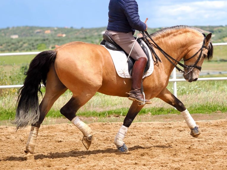 PRE Mix Hengst 6 Jaar 162 cm Falbe in Navas Del Madroño