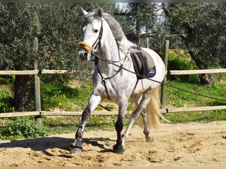 PRE Hengst 6 Jaar 162 cm Schimmel in Provinz Malaga