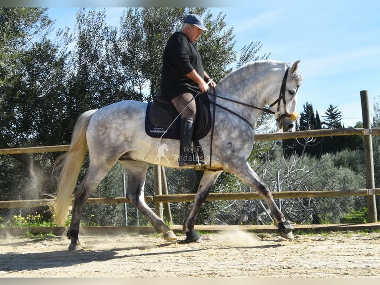 PRE Hengst 6 Jaar 162 cm Schimmel in Provinz Malaga