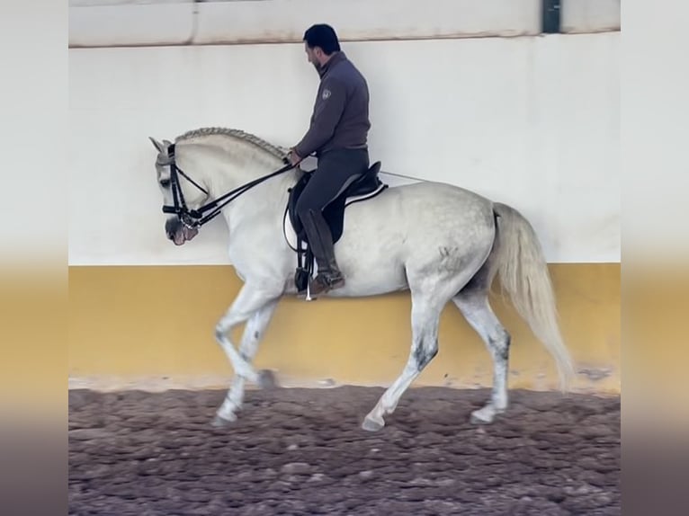 PRE Mix Hengst 6 Jaar 162 cm Schimmel in Malaga