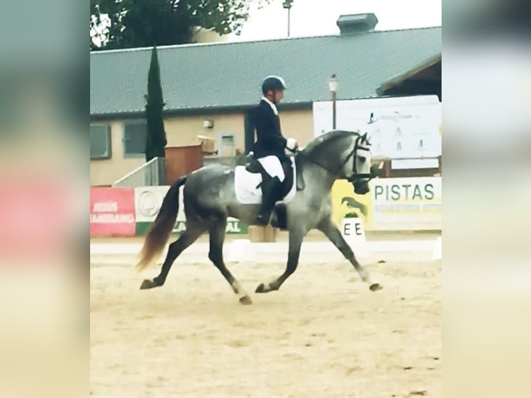 PRE Hengst 6 Jaar 162 cm Schimmel in Marbella