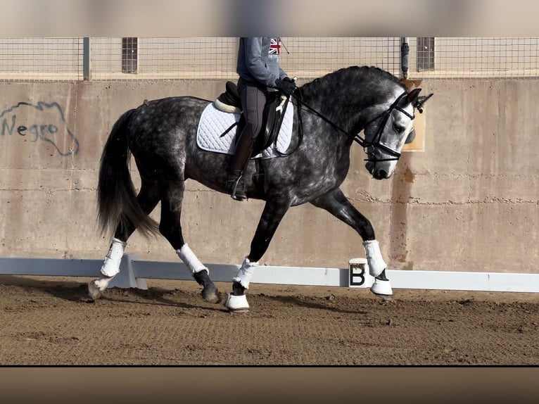 PRE Hengst 6 Jaar 162 cm Zwartschimmel in Valencia