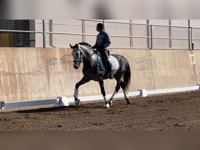 PRE Hengst 6 Jaar 162 cm Zwartschimmel in Valencia