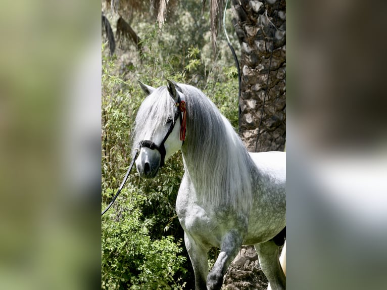 PRE Mix Hengst 6 Jaar 163 cm Appelschimmel in Jerez
