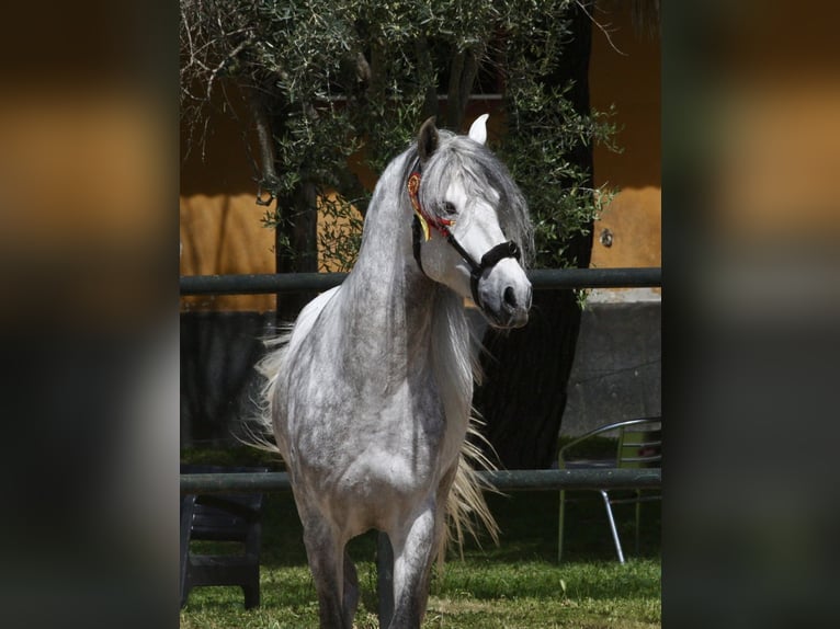 PRE Mix Hengst 6 Jaar 163 cm Appelschimmel in Jerez