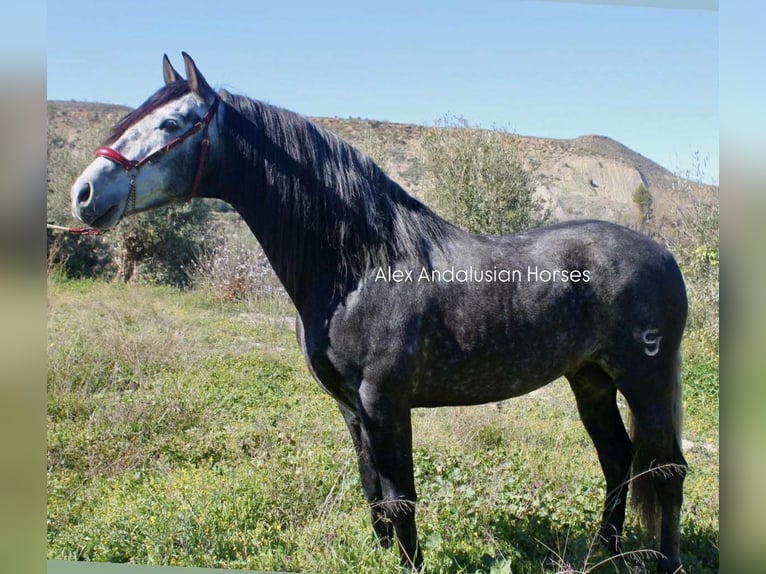 PRE Mix Hengst 6 Jaar 163 cm Appelschimmel in Sevilla