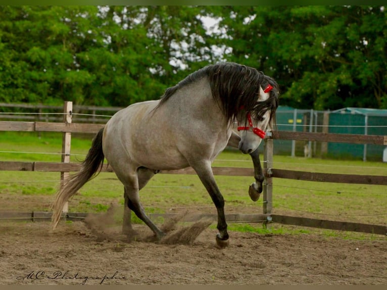 PRE Mix Hengst 6 Jaar 163 cm Brown Falb schimmel in Polenz
