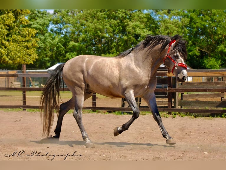 PRE Mix Hengst 6 Jaar 163 cm Brown Falb schimmel in Polenz
