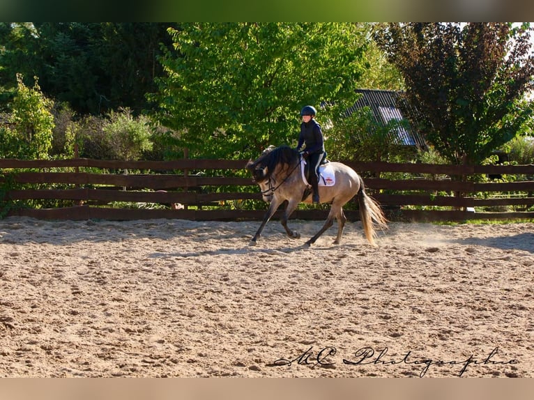 PRE Mix Hengst 6 Jaar 163 cm Brown Falb schimmel in Polenz