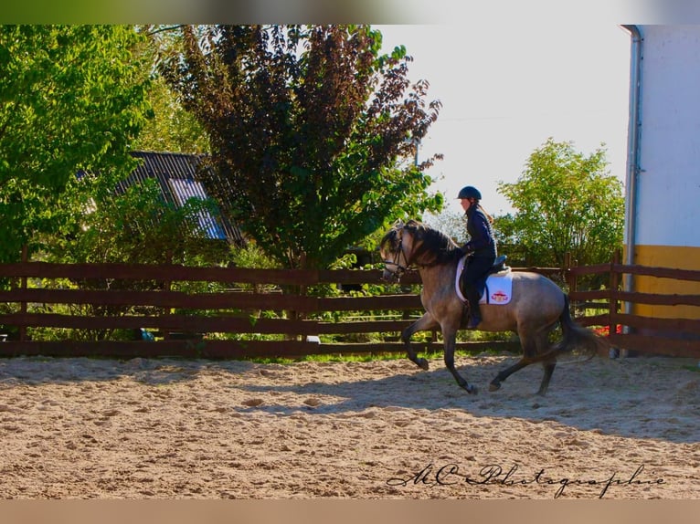 PRE Mix Hengst 6 Jaar 163 cm Brown Falb schimmel in Polenz