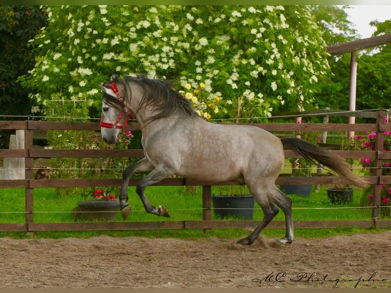 PRE Mix Hengst 6 Jaar 163 cm Brown Falb schimmel in Polenz