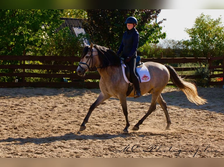 PRE Mix Hengst 6 Jaar 163 cm Brown Falb schimmel in Polenz