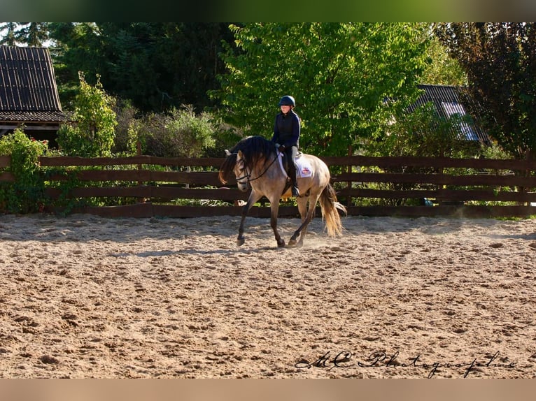 PRE Mix Hengst 6 Jaar 163 cm Brown Falb schimmel in Polenz