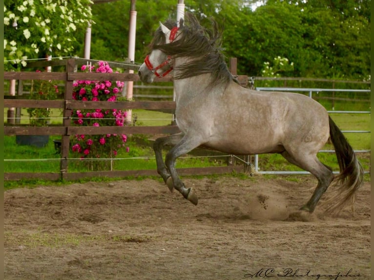 PRE Mix Hengst 6 Jaar 163 cm Brown Falb schimmel in Polenz