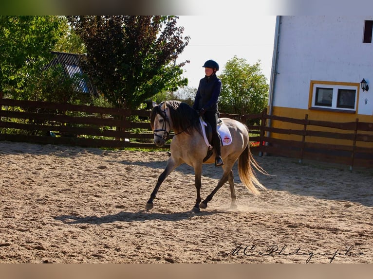 PRE Mix Hengst 6 Jaar 163 cm Brown Falb schimmel in Polenz