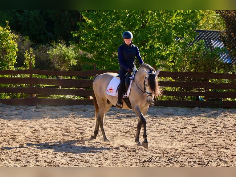 PRE Mix Hengst 6 Jaar 163 cm Brown Falb schimmel in Polenz