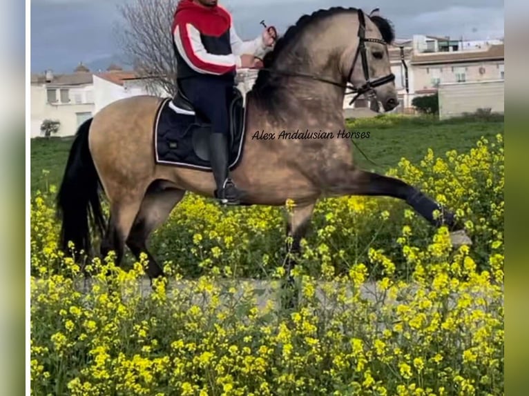 PRE Mix Hengst 6 Jaar 163 cm Buckskin in Sevilla