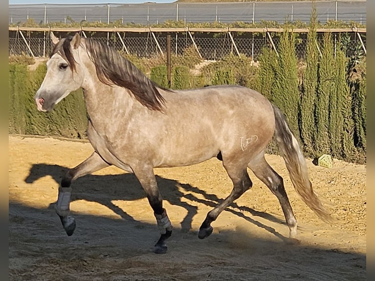 PRE Hengst 6 Jaar 163 cm Schimmel in Agost