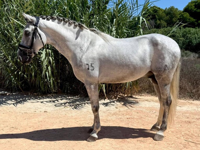 PRE Mix Hengst 6 Jaar 163 cm Schimmel in Navas Del Madroño