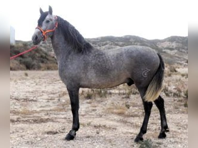 PRE Mix Hengst 6 Jaar 163 cm Schimmel in Alicante