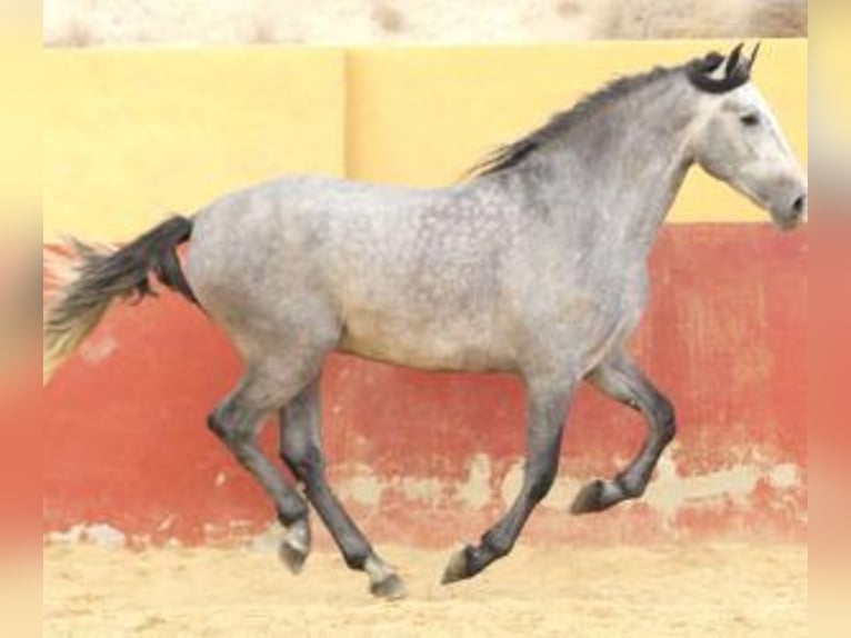 PRE Mix Hengst 6 Jaar 163 cm Schimmel in Alicante