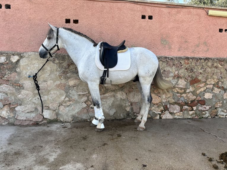 PRE Mix Hengst 6 Jaar 163 cm Vliegenschimmel in Puig, Del (Playa)