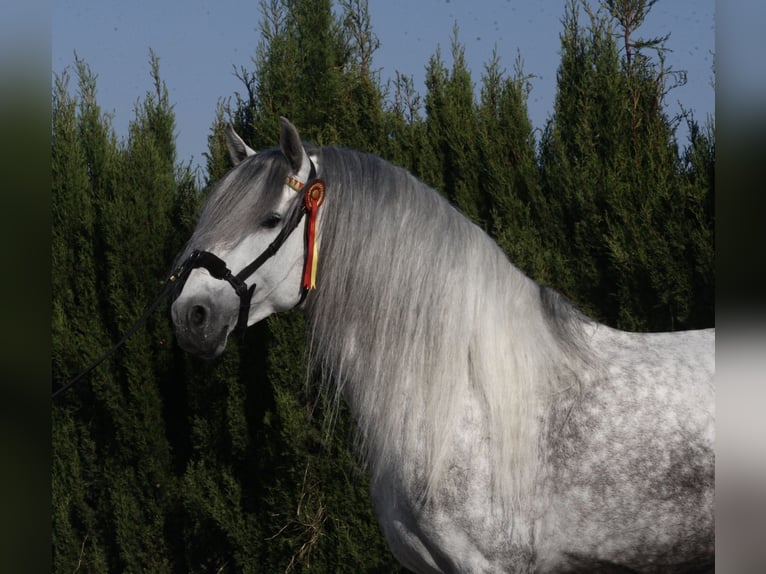 PRE Hengst 6 Jaar 164 cm Appelschimmel in Jerez