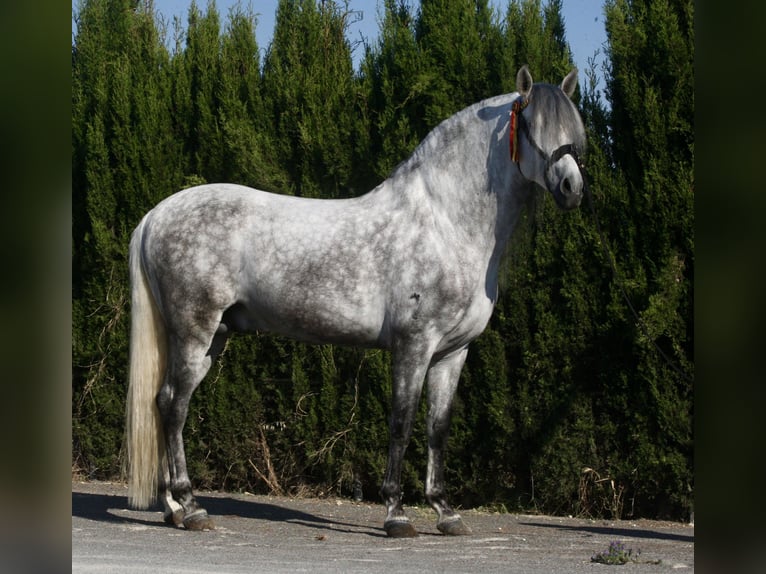 PRE Hengst 6 Jaar 164 cm Appelschimmel in Jerez
