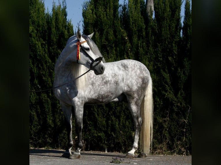 PRE Hengst 6 Jaar 164 cm Appelschimmel in Jerez