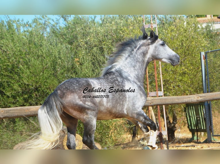 PRE Hengst 6 Jaar 164 cm Appelschimmel in Vejer de la Frontera