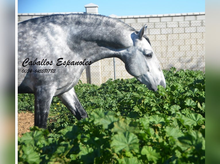 PRE Hengst 6 Jaar 164 cm Appelschimmel in Vejer de la Frontera