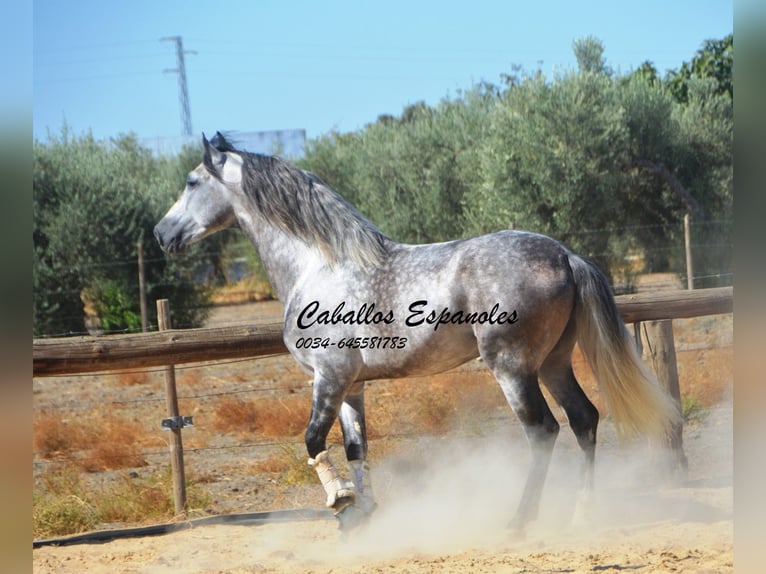 PRE Hengst 6 Jaar 164 cm Appelschimmel in Vejer de la Frontera