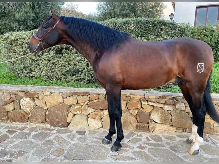 PRE Mix Hengst 6 Jaar 164 cm Bruin in Campo De Camara (Almogia)