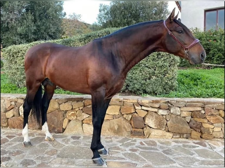 PRE Mix Hengst 6 Jaar 164 cm Bruin in Campo De Camara (Almogia)