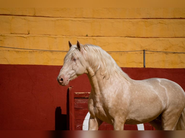 PRE Hengst 6 Jaar 164 cm Cremello in Arcos de la Frontera