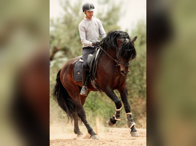 PRE Mix Hengst 6 Jaar 164 cm Donkerbruin in Valencia