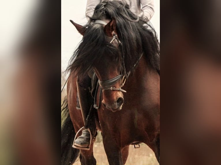 PRE Mix Hengst 6 Jaar 164 cm Donkerbruin in Valencia