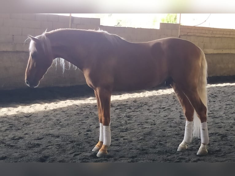 PRE Mix Hengst 6 Jaar 164 cm Palomino in AlcoluMalaga